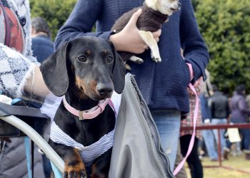 San Antón se celebrará el 22 de enero