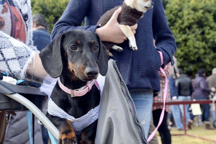 San Antón se celebrará el 22 de enero