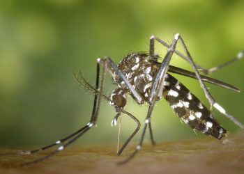 La Junta vigilará la presencia de mosquitos en 110 municipios para prevenir el Virus del Nilo