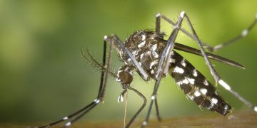 La Junta vigilará la presencia de mosquitos en 110 municipios para prevenir el Virus del Nilo