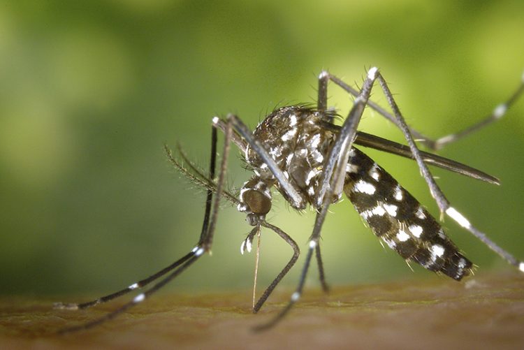 La Junta vigilará la presencia de mosquitos en 110 municipios para prevenir el Virus del Nilo