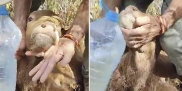 PACMA denuncia un caso de abandono y maltrato animal en una finca de San Roque