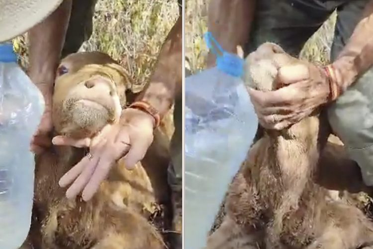 PACMA denuncia un caso de abandono y maltrato animal en una finca de San Roque