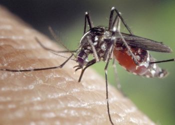 Aumenta la densidad de mosquitos potencialmente transmisores del Virus del Nilo Occidental en Barbate y Vejer
