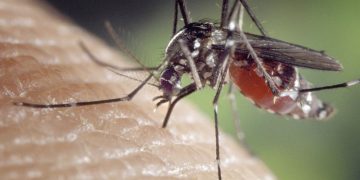 Aumenta la densidad de mosquitos potencialmente transmisores del Virus del Nilo Occidental en Barbate y Vejer