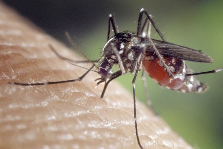 Aumenta la densidad de mosquitos potencialmente transmisores del Virus del Nilo Occidental en Barbate y Vejer