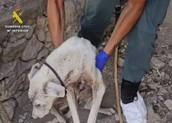 Detenido en San José del Valle el responsable de la muerte de dos perros por maltrato animal