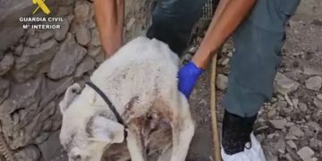 Detenido en San José del Valle el responsable de la muerte de dos perros por maltrato animal