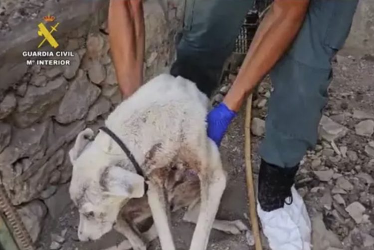 Detenido en San José del Valle el responsable de la muerte de dos perros por maltrato animal